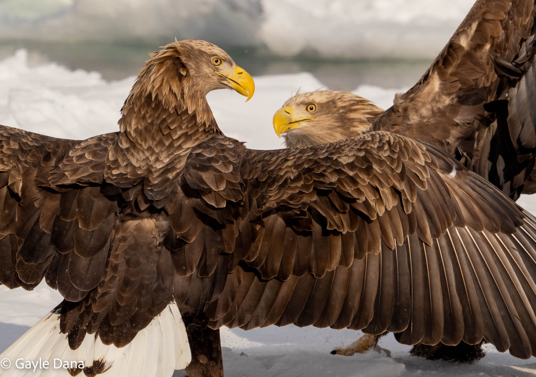 White Tailed Eagle face off